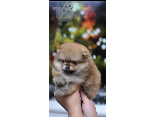 Καθαρόαιμα κουτάβια Pomeranian